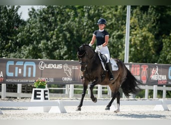 Mezzosangue Polacco, Castrone, 7 Anni, 160 cm, Baio ciliegia