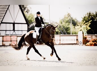 Mezzosangue Polacco, Castrone, 7 Anni, 173 cm, Sauro scuro