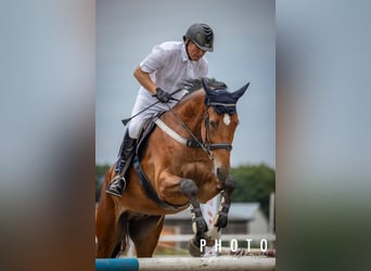 Mezzosangue Polacco, Castrone, 7 Anni, 175 cm, Baio