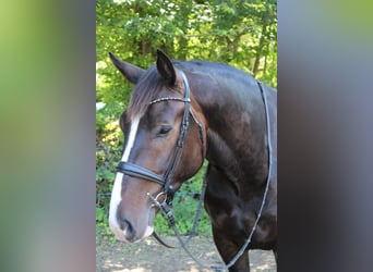 Mezzosangue Polacco, Castrone, 8 Anni, 165 cm, Baio scuro