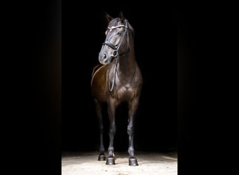Mezzosangue Polacco, Castrone, 8 Anni, 166 cm, Morello