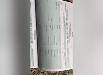 Mezzosangue Polacco, Castrone, 8 Anni, 167 cm, Grigio