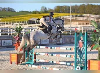 Mezzosangue Polacco, Castrone, 9 Anni, 165 cm, Grigio