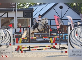 Mezzosangue Polacco, Castrone, 9 Anni, 165 cm, Grigio