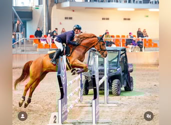Mezzosangue Polacco, Castrone, 9 Anni, 166 cm, Sauro