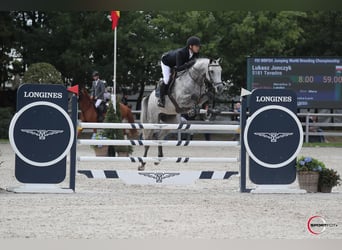 Mezzosangue Polacco, Castrone, 9 Anni, 170 cm, Grigio