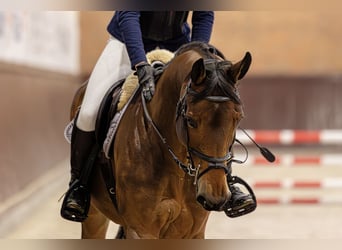 Mezzosangue Polacco, Giumenta, 10 Anni, 164 cm, Baio ciliegia