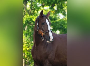 Mezzosangue Polacco, Giumenta, 10 Anni, 170 cm