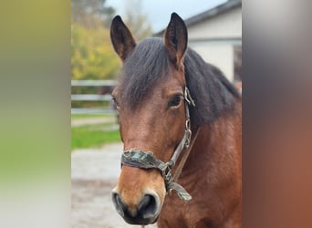 Mezzosangue Polacco, Giumenta, 11 Anni, 160 cm