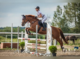 Mezzosangue Polacco, Giumenta, 11 Anni, 163 cm, Sauro scuro