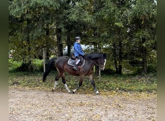 Mezzosangue Polacco, Giumenta, 12 Anni, 154 cm, Baio