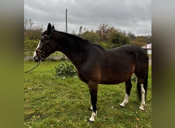 Mezzosangue Polacco, Giumenta, 12 Anni, 154 cm, Baio
