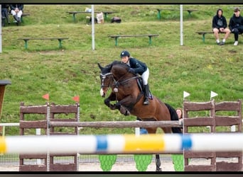 Mezzosangue Polacco, Giumenta, 12 Anni, 172 cm, Baio