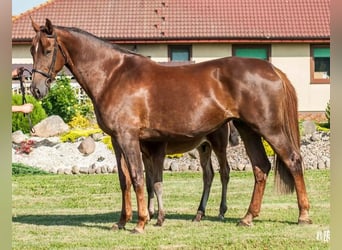 Mezzosangue Polacco, Giumenta, 12 Anni, 172 cm, Sauro scuro
