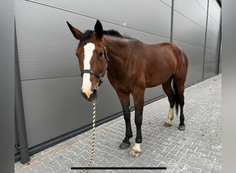 Mezzosangue Polacco, Giumenta, 12 Anni, 175 cm, Baio