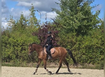 Mezzosangue Polacco, Giumenta, 13 Anni, 170 cm, Baio ciliegia