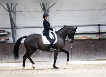 Mezzosangue Polacco, Giumenta, 13 Anni, 171 cm, Morello