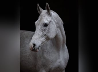 Mezzosangue Polacco, Giumenta, 14 Anni, 160 cm, Grigio