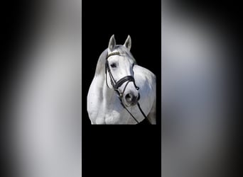 Mezzosangue Polacco, Giumenta, 15 Anni, 160 cm, Grigio