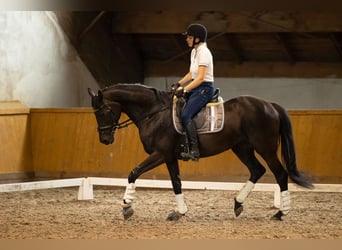 Mezzosangue Polacco, Giumenta, 17 Anni, 165 cm, Morello