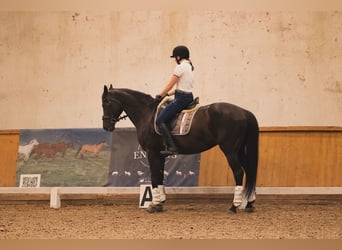 Mezzosangue Polacco, Giumenta, 17 Anni, 165 cm, Morello