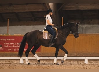 Mezzosangue Polacco, Giumenta, 17 Anni, 165 cm, Morello