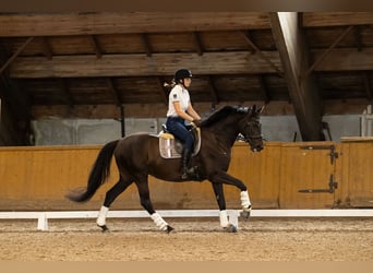 Mezzosangue Polacco, Giumenta, 17 Anni, 165 cm, Morello