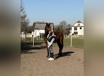 Mezzosangue Polacco, Giumenta, 2 Anni, 168 cm, Baio