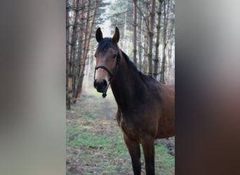 Mezzosangue Polacco, Giumenta, 2 Anni, 168 cm, Baio