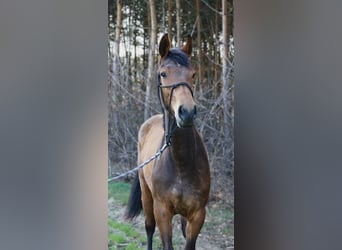 Mezzosangue Polacco, Giumenta, 2 Anni, 168 cm, Baio