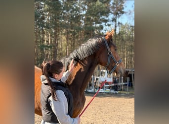 Mezzosangue Polacco, Giumenta, 2 Anni, 168 cm, Baio