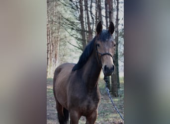 Mezzosangue Polacco, Giumenta, 2 Anni, 168 cm, Baio