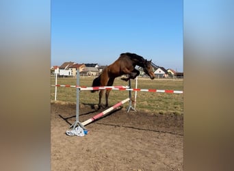 Mezzosangue Polacco, Giumenta, 2 Anni, 168 cm, Baio