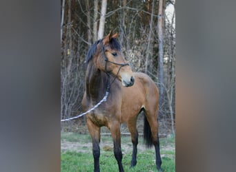 Mezzosangue Polacco, Giumenta, 2 Anni, 168 cm, Baio