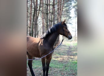 Mezzosangue Polacco, Giumenta, 2 Anni, 168 cm, Baio