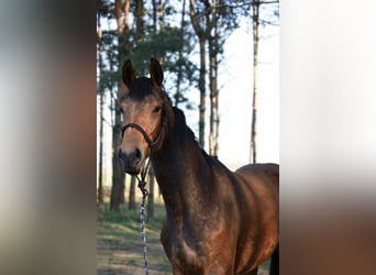 Mezzosangue Polacco, Giumenta, 2 Anni, 168 cm, Baio