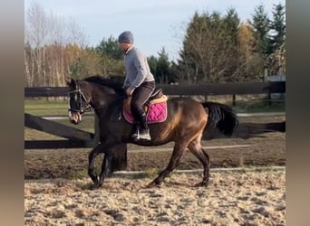 Mezzosangue Polacco, Giumenta, 3 Anni, 152 cm, Baio nero