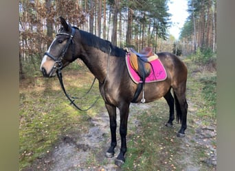 Mezzosangue Polacco, Giumenta, 3 Anni, 152 cm, Baio nero