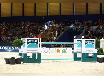 Mezzosangue Polacco, Giumenta, 3 Anni, 158 cm, Palomino