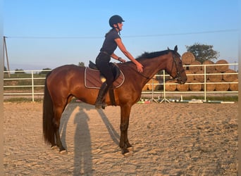 Mezzosangue Polacco, Giumenta, 3 Anni, 162 cm, Baio scuro