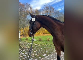 Mezzosangue Polacco, Giumenta, 3 Anni, 162 cm, Baio scuro