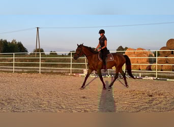 Mezzosangue Polacco, Giumenta, 3 Anni, 162 cm, Baio scuro