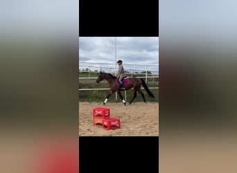 Mezzosangue Polacco, Giumenta, 3 Anni, 162 cm, Baio scuro