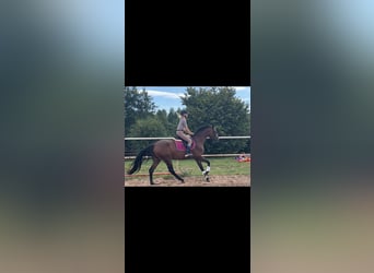 Mezzosangue Polacco, Giumenta, 3 Anni, 162 cm, Baio scuro