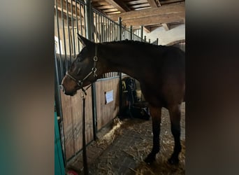 Mezzosangue Polacco, Giumenta, 3 Anni, 162 cm, Baio scuro