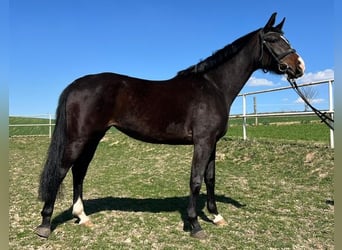 Mezzosangue Polacco, Giumenta, 3 Anni, 168 cm, Baio nero