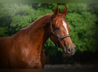 Mezzosangue Polacco, Giumenta, 3 Anni, 170 cm, Sauro