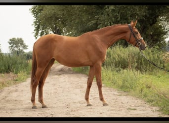 Mezzosangue Polacco, Giumenta, 3 Anni, 171 cm, Sauro