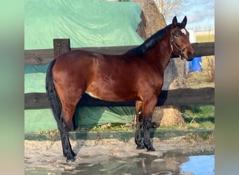 Mezzosangue Polacco, Giumenta, 4 Anni, 156 cm, Baio ciliegia