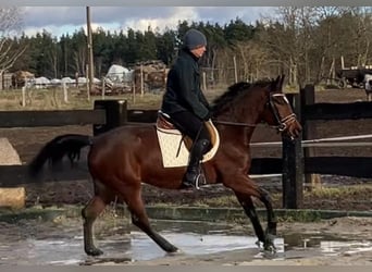 Mezzosangue Polacco, Giumenta, 4 Anni, 156 cm, Baio ciliegia